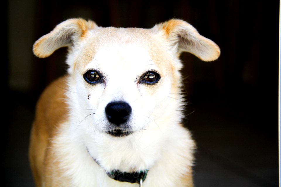 Adult White And Tan Chihuahua