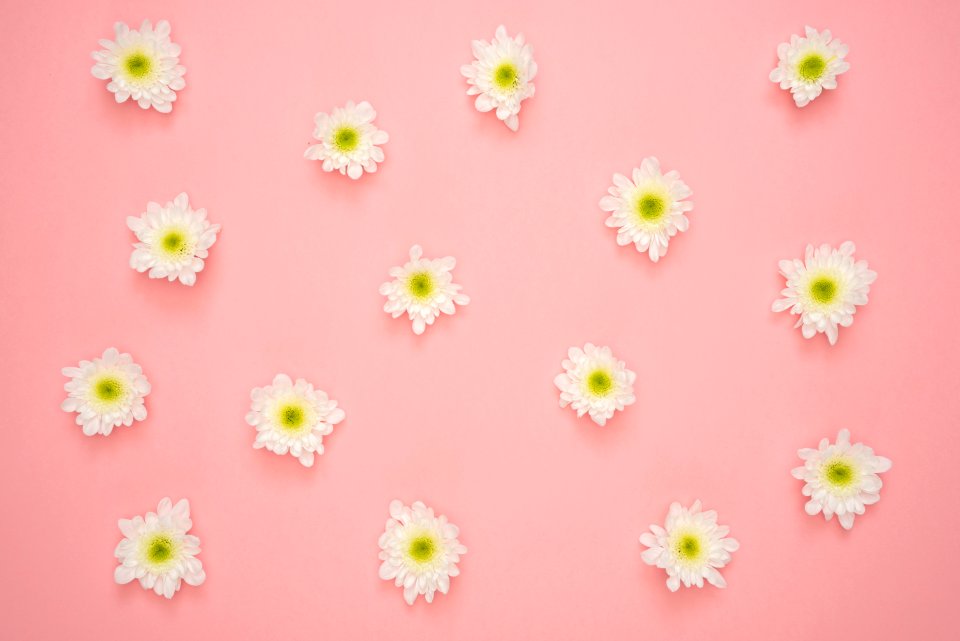 White And Yellow Flower On Pink Wall