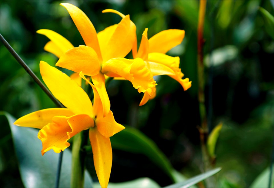 Yellow Orchids In Closeup Photo