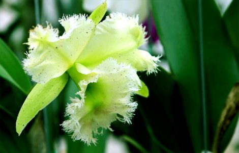 Close Photography Of Green Orchid Flower photo