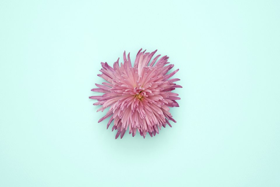 Pink Petaled Flower On Light Blue Surface