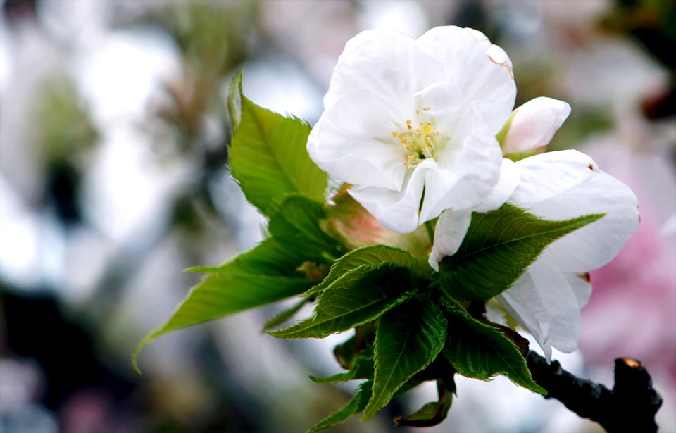 White Flowers