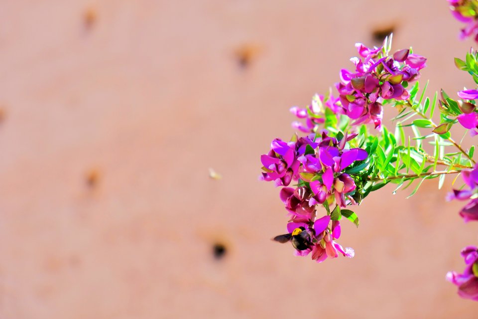 Focus Photography Of Pink Petaled Flowers
