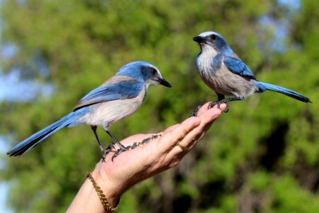 Person Holding Two Blue Blue Jay Birds