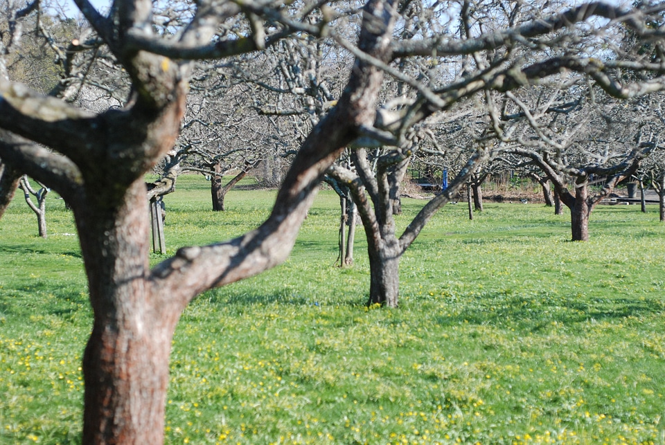 Trees early spring apple