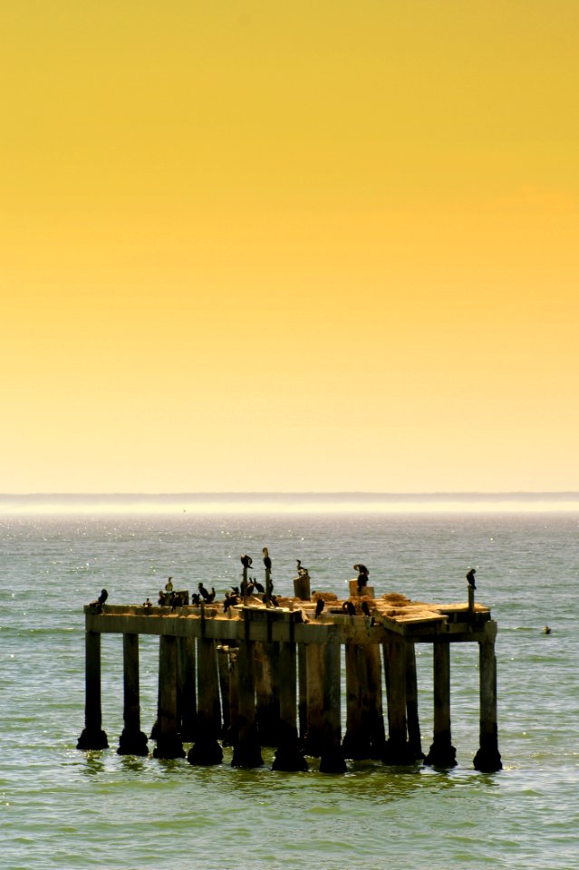Birds On Brown Wooden Dock