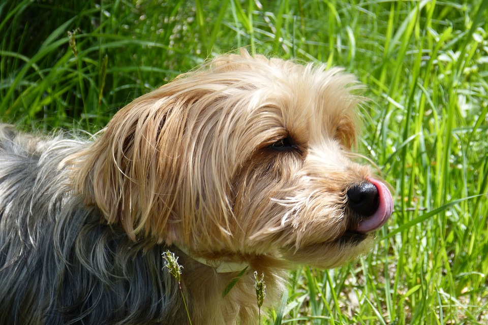 Small dog tongue lick