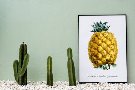 Blank Board Cactus