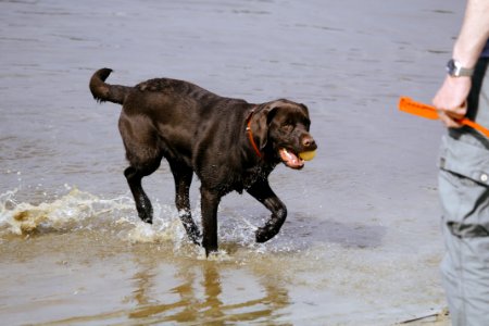 Black Labrador photo