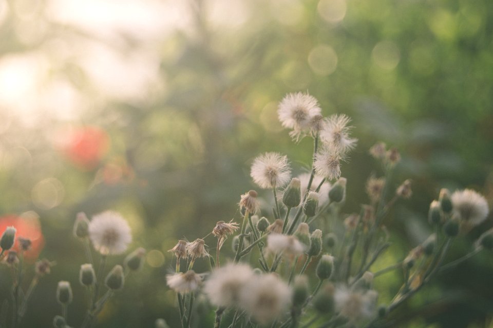 Dandelions In Close Up Photography