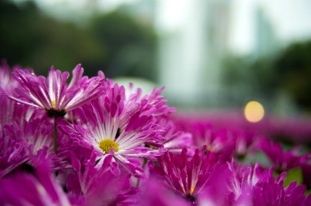 Shallow Focus Photography Of Purple Flowers photo