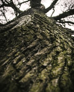 Low-angle Photo Of Gray Tree Under White Clouds