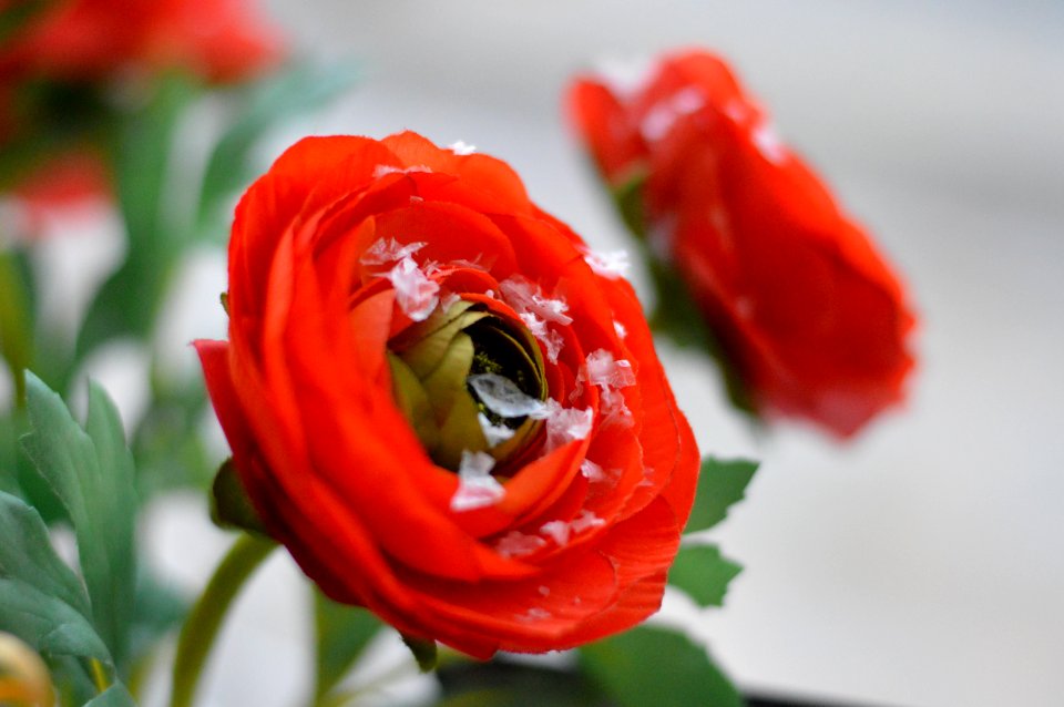 Red Peonies Selective-focus Photo