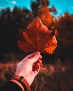 Person Holding Brown Dried Leaf