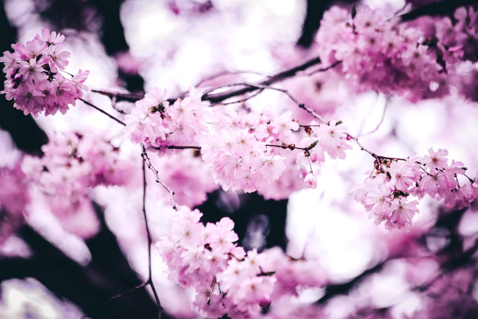 Pink Petaled Flowers
