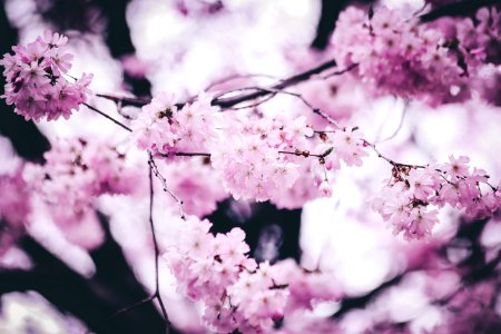 Pink Petaled Flowers