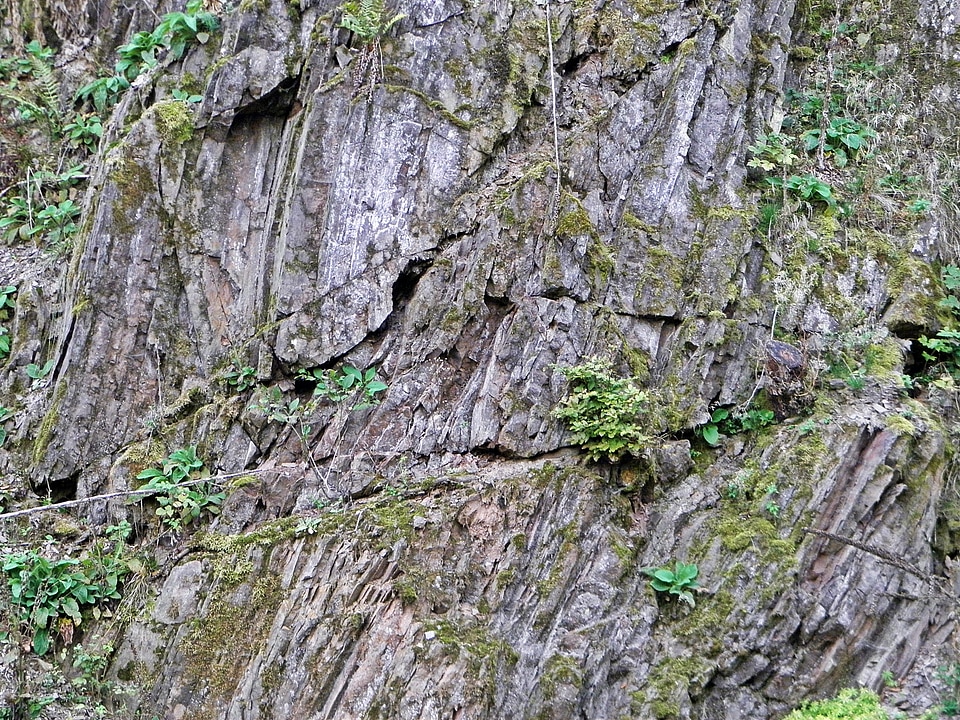 Green forest moss