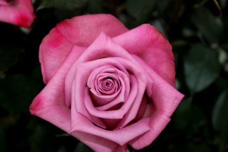 Close Up Photography Of Pink Rose Flower photo