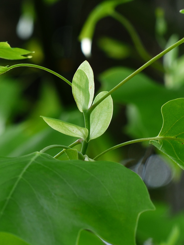 Growth spring liriodendron tulipifera