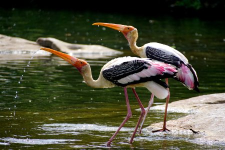 Close-Up Photography Of Birds Drinking Water photo