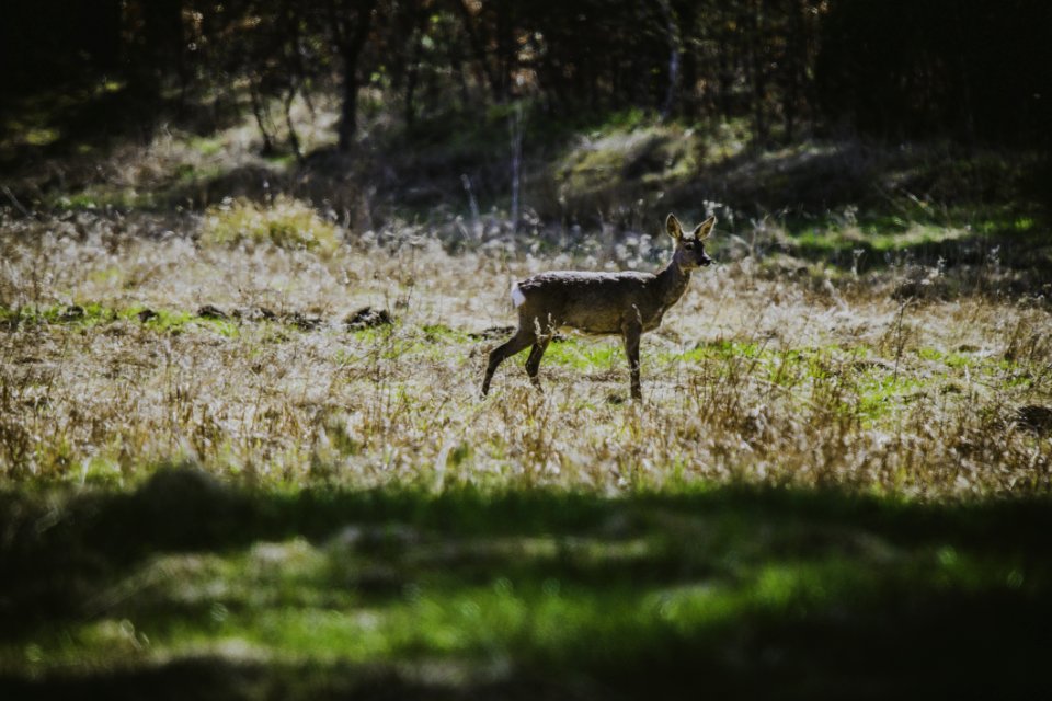 Photography Of Deer In The Field