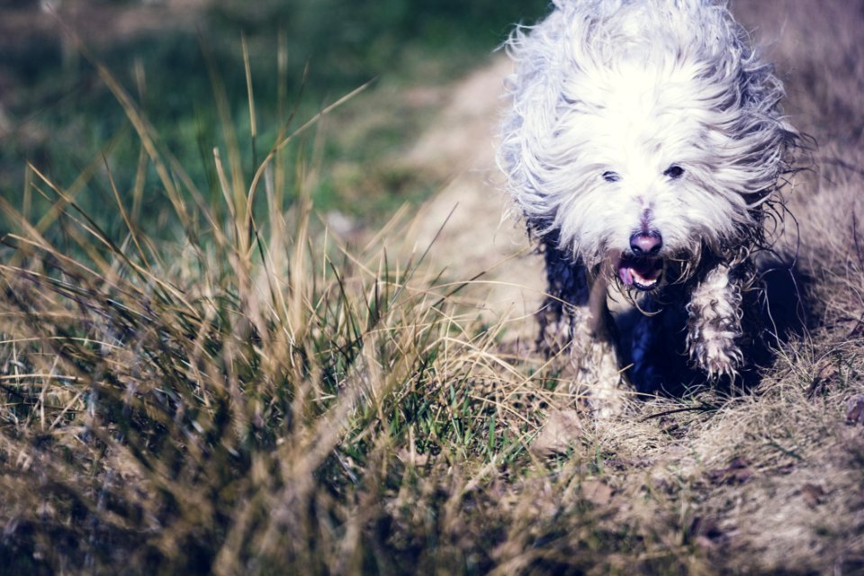 Photography Of Dog In The Field