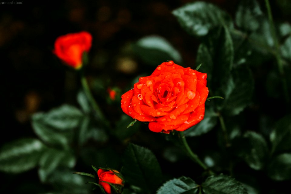 Close-Up Photography Of Wet Flower