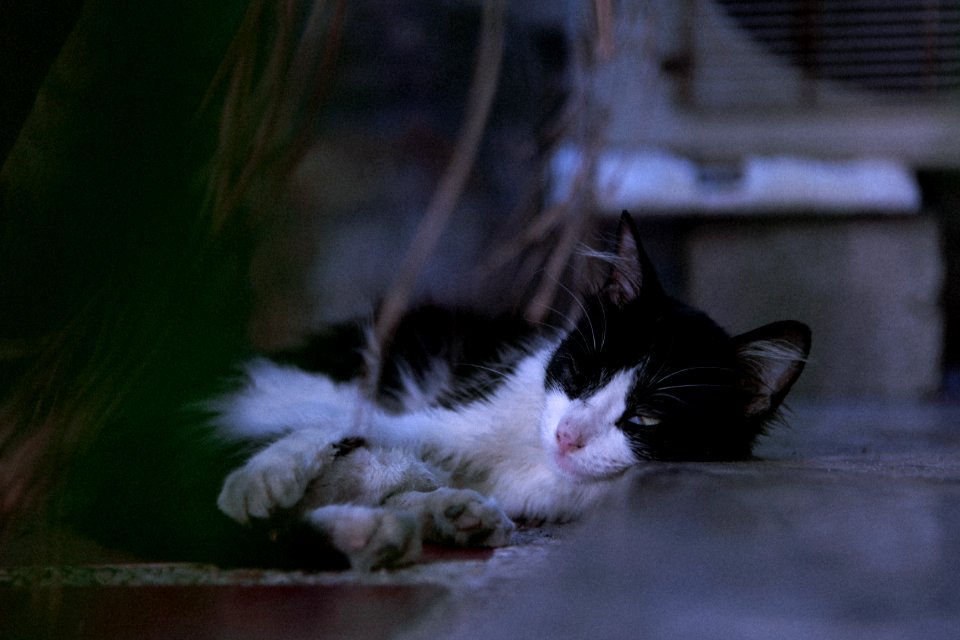 Close-Up Photography Of Sleeping Cat