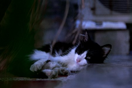 Close-Up Photography Of Sleeping Cat photo