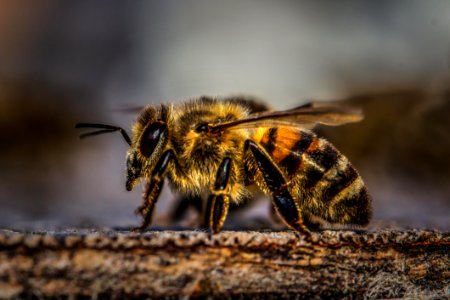 Honey Bee On Wood