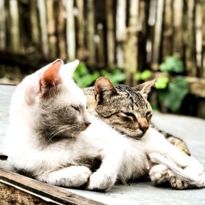 Close-Up Photography Of Tabby Cats Laying photo