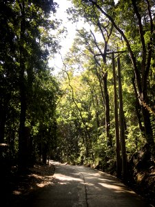 Photography Of Roadway Surrounded By Trees photo