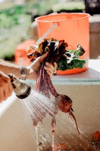Cleaning Vegetables