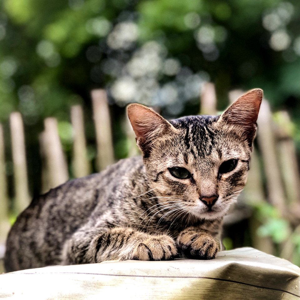 Close-Up Photography Of Tabby Cat
