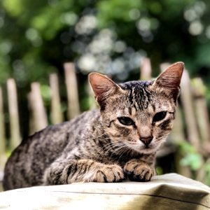 Close-Up Photography Of Tabby Cat photo