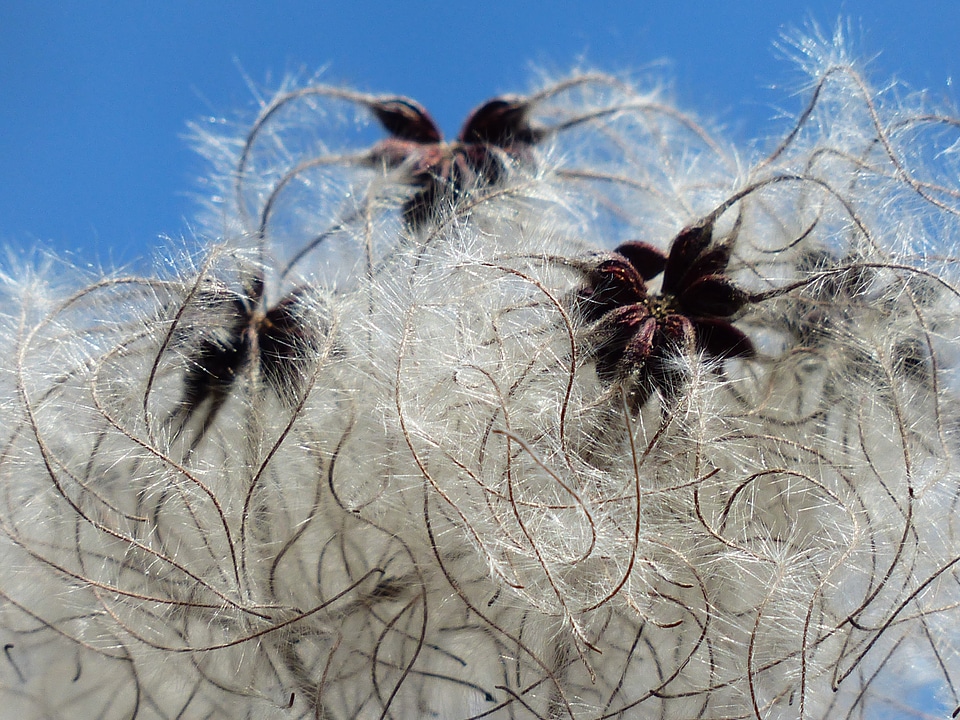 Fluffy seeds liane