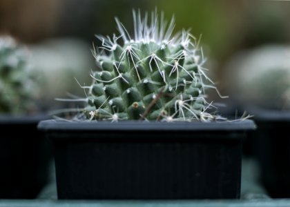 Selective Focus Photograph Of Cactus Plant On Black Pot photo