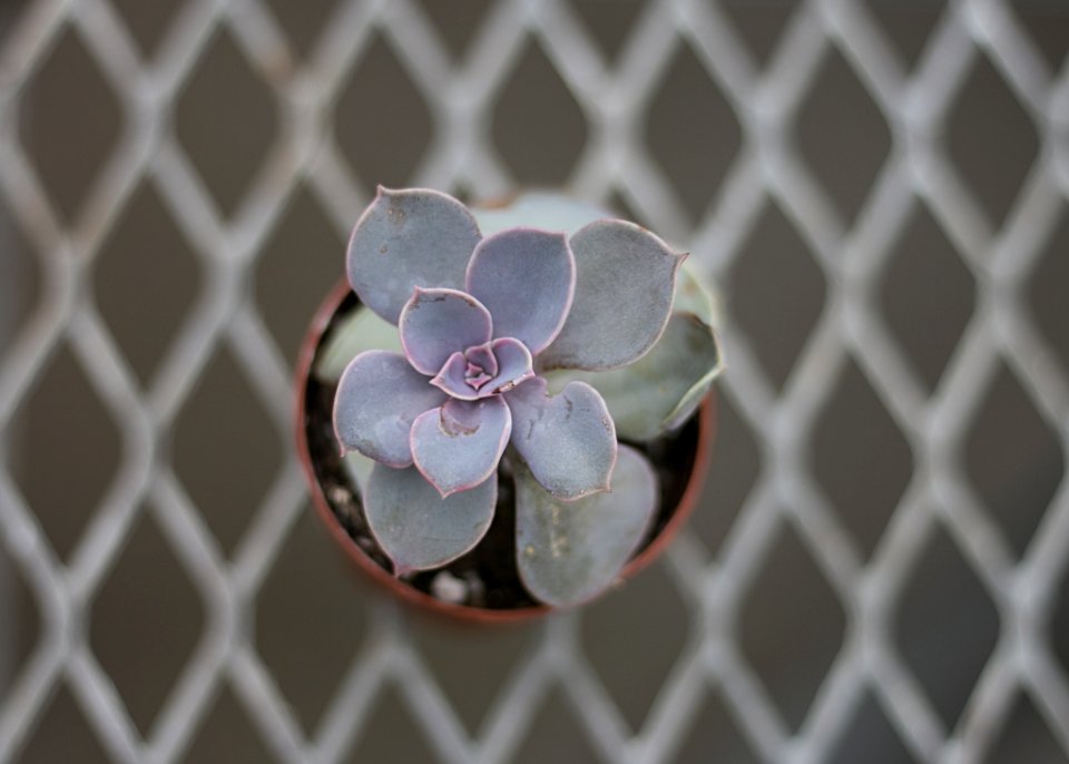 Close-up Photography Of Succulent Plant