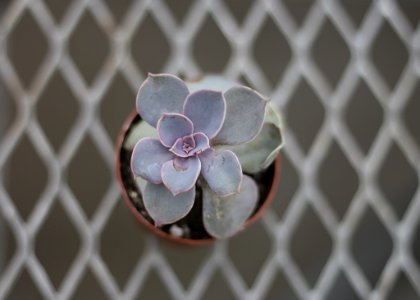 Close-up Photography Of Succulent Plant photo