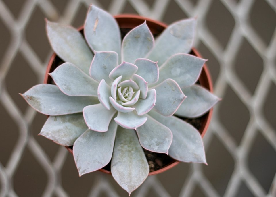 Close-up Photography Of Succulent Plant