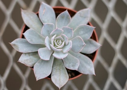 Close-up Photography Of Succulent Plant