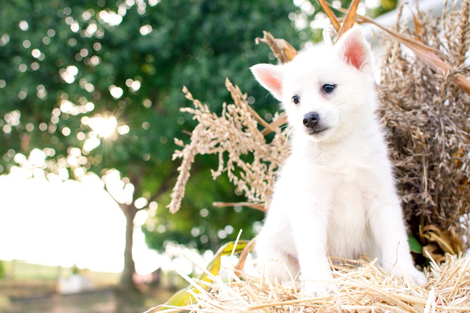 Close-Up Photography Of Japanese Spitz Puppy Sitting On Straw