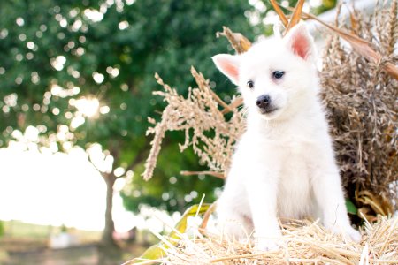 Close-Up Photography Of Japanese Spitz Puppy Sitting On Straw