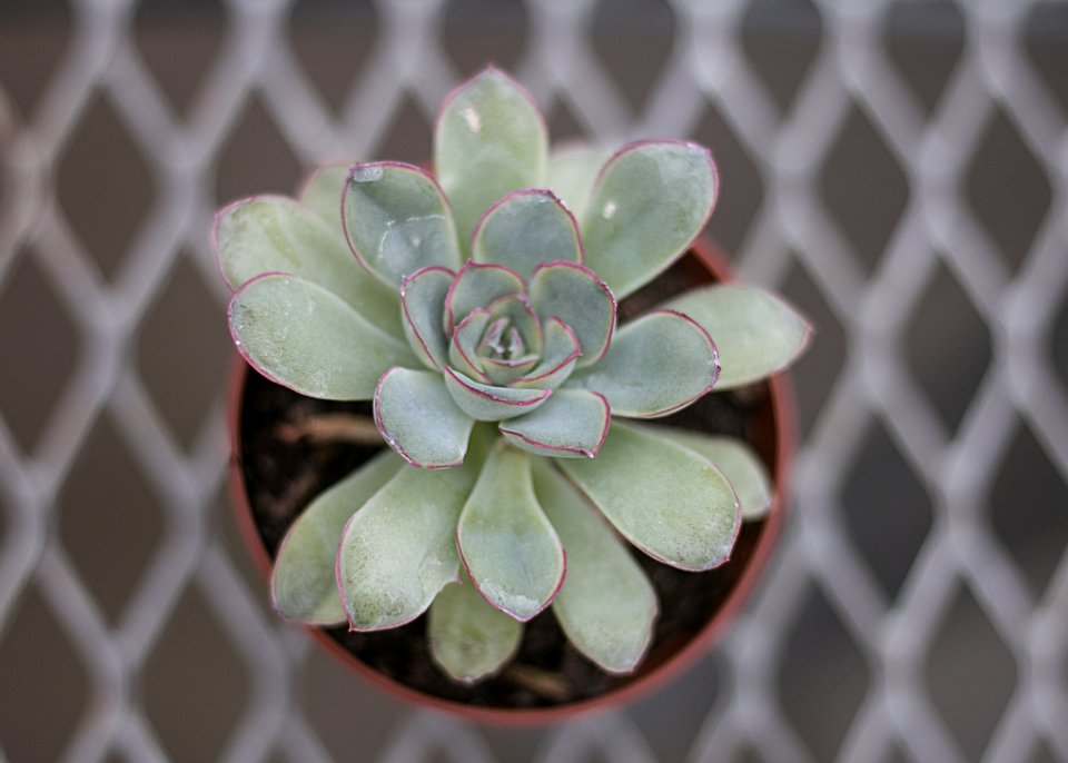 Close-up Photography Of Succulent Plant