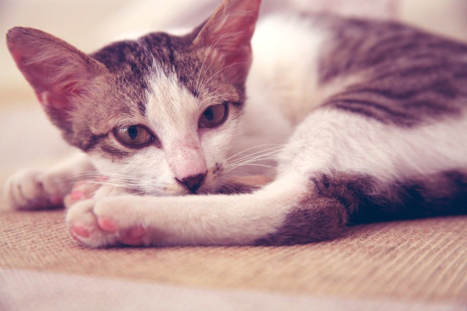 Tabby Cat Lying On Bed