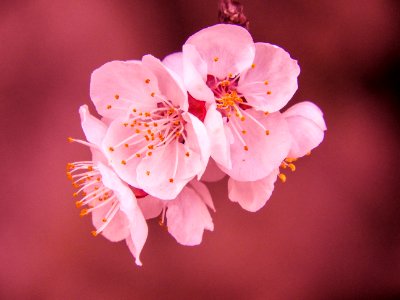 Selective Focus Photography Of Pink Cherry Blossom Flower photo
