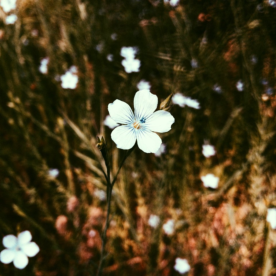 White Petaled Flower In Closeup Photo