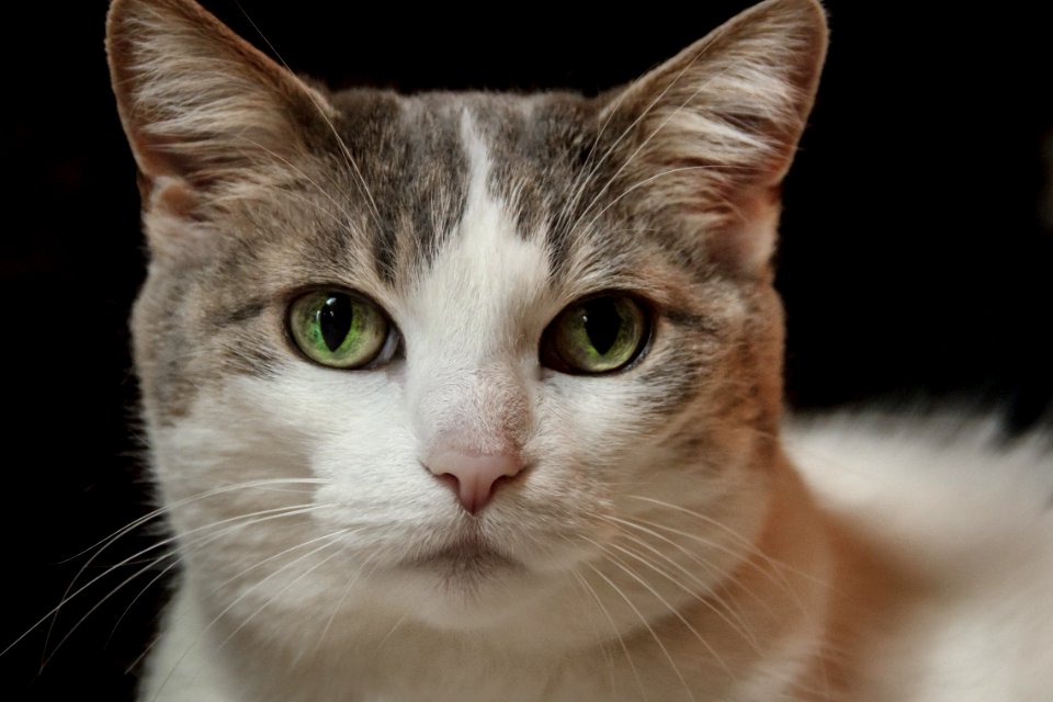 Close-Up Photography Of Cat