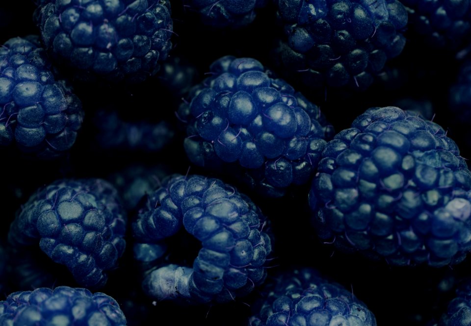 Background Berry Blackberry