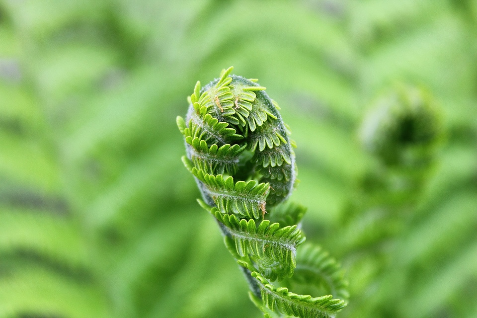 Plant nature shades of green
